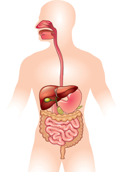 O sistema digestório é composto por boca, faringe, esôfago, estômago, intestino delgado, intestino grosso e ânus.